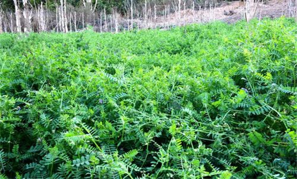 苕子种植时间和方法