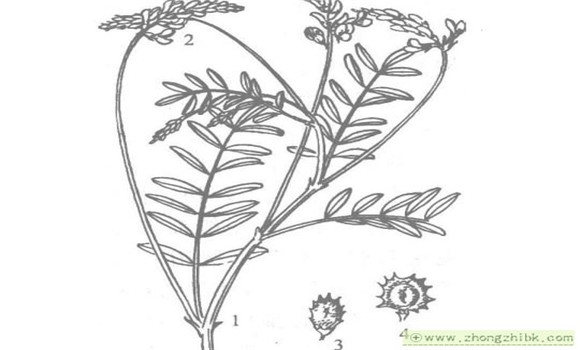 红豆草植物学特征及生态学特性