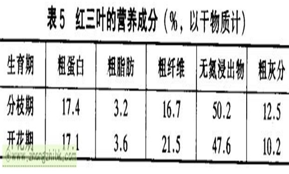 红三叶草的功效 红三叶经济价值及功效