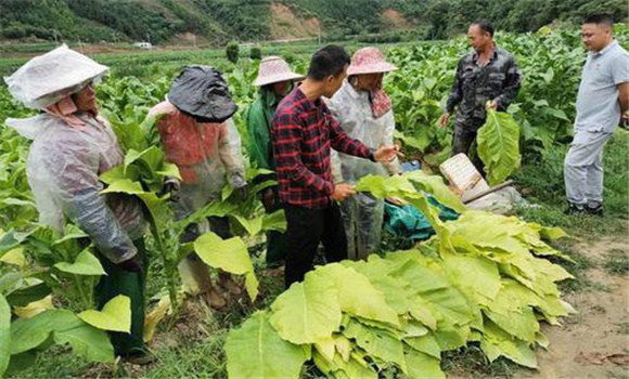 烟叶采收时间和方法