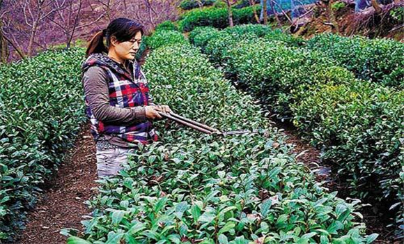 怎样修剪茶树？茶树的修剪方法介绍