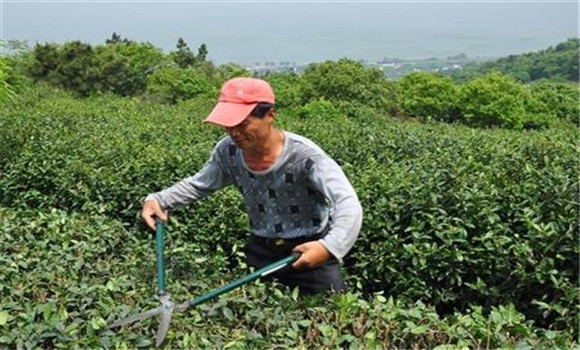 茶树的修剪方法介绍