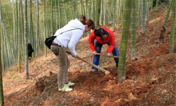 竹笋的种植和管理技术要点