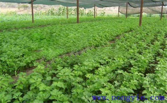 种植芹菜施什么肥好