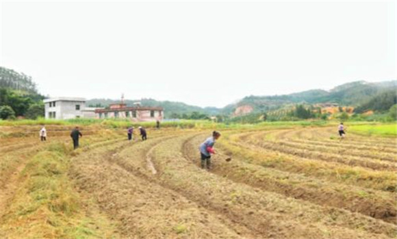 油菜需要什么样的种植条件