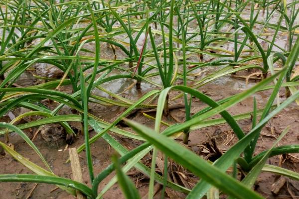 种植大蒜需不需要控旺好