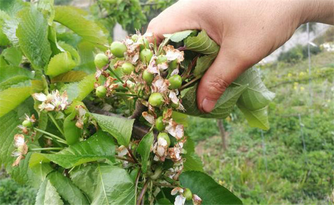 樱桃膨果期管理要点