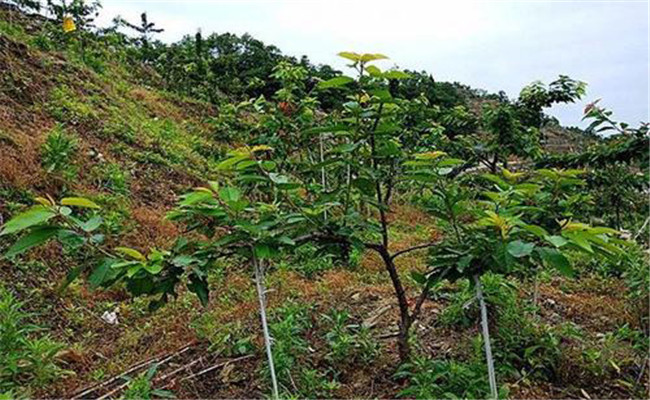 车厘子种植技术与管理