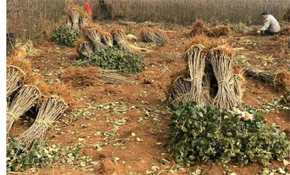 苹果树种植的园地选择