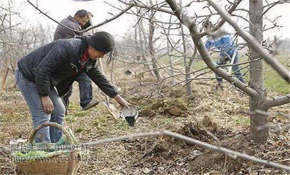 苹果树春季管理技术要点