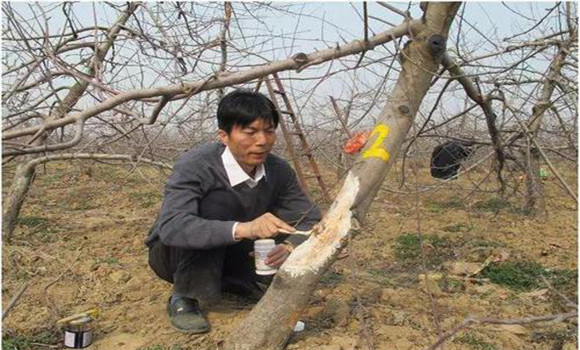 苹果萌芽前后病虫害防治方法