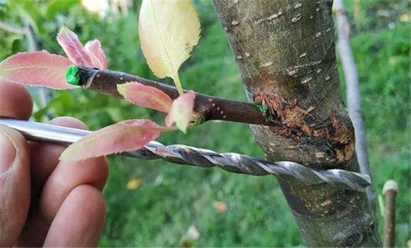 苹果芽接技术要点