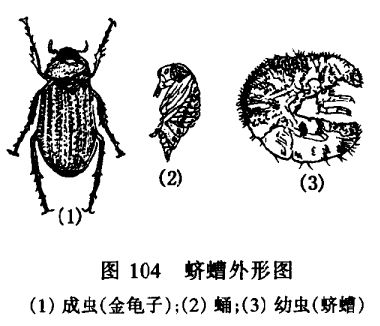 花卉种植方法