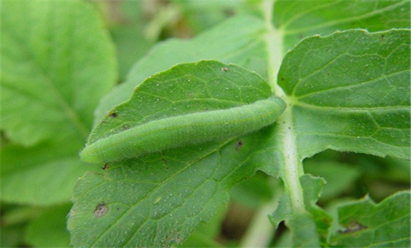 菜青虫防治方法