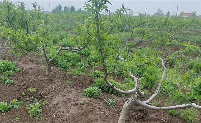 草铵膦伤果树根吗