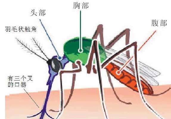 鲤鱼饲养方法