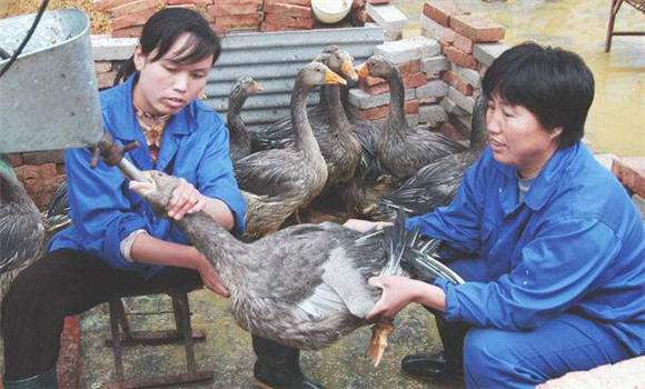 鹅的填饲肥育法