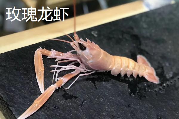 玫瑰龙虾