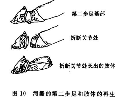 河蟹饲养管理技术