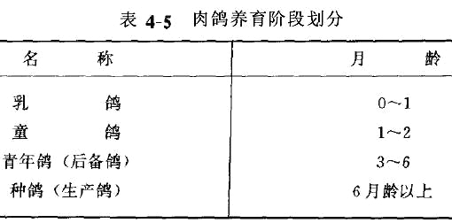 肉鸽管理技术