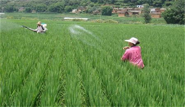 药剂防治