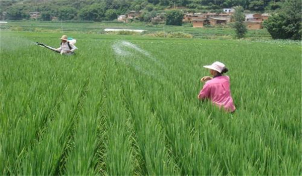 水稻病虫害防治