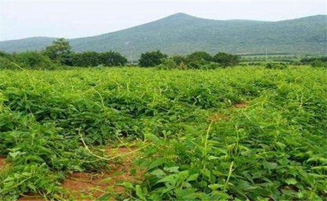 山药的种植成本及利润