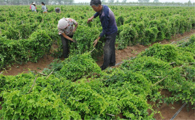 山药种植与栽培管理要点