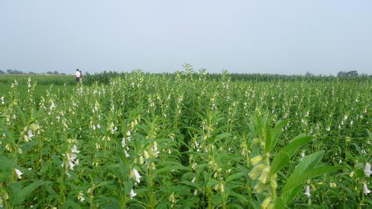 芝麻施肥技术