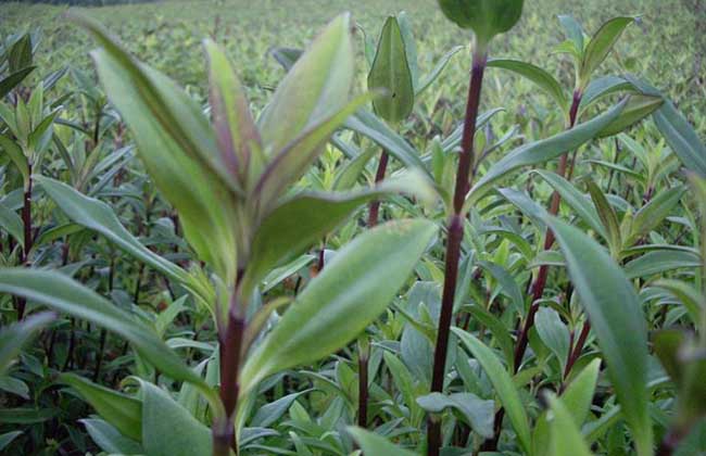 龙胆草种植技术要点