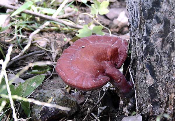 中药材种植方法