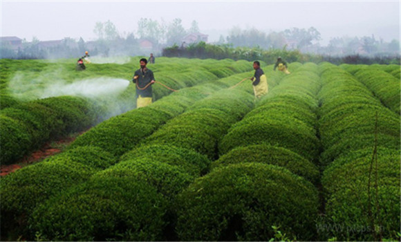 农业种植技术