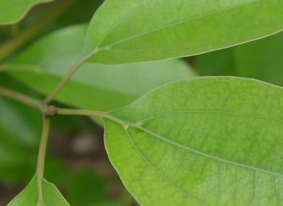 茶叶种植技术