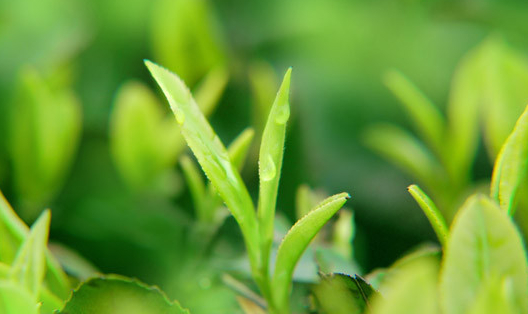 茶树栽培技术