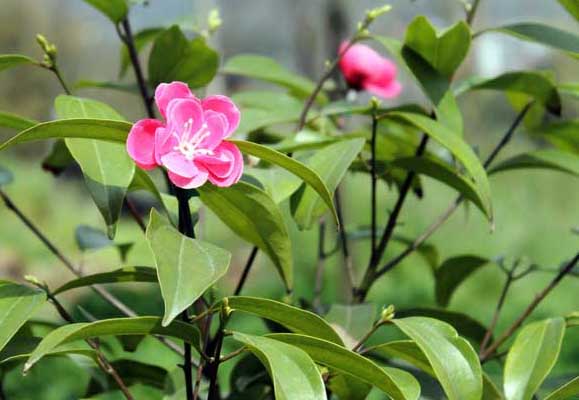 茶叶种植方法