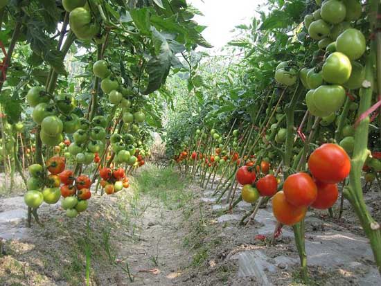 西红柿种植方法