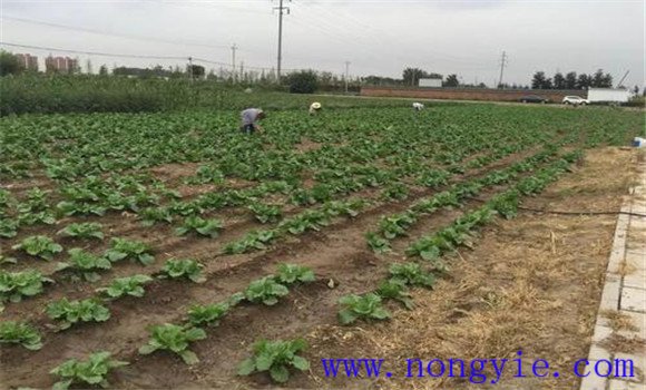 大白菜的间苗、除草