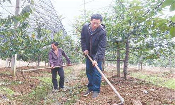 樱桃树如何微肥