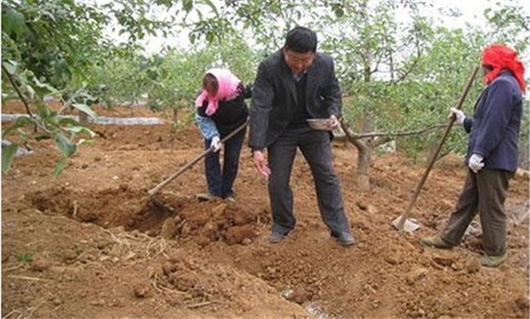 苹果树施肥原则