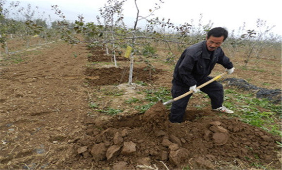 苹果树施肥量如何掌握