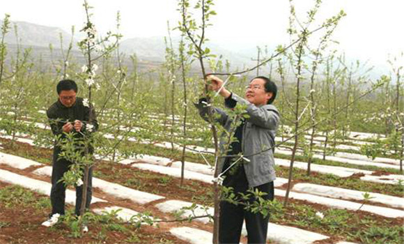 苹果树拉枝时间