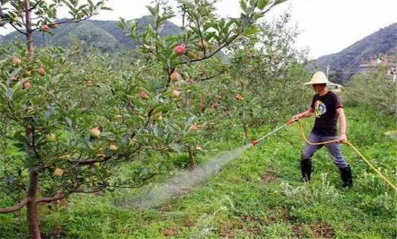 苹果树浇水最佳时间