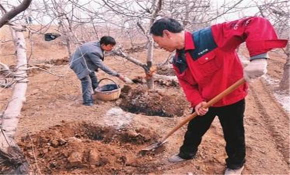 苹果树的施肥管理方法