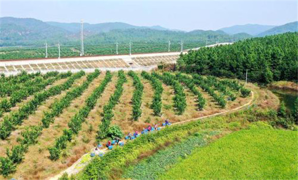 蜜柚种植园的建园标准