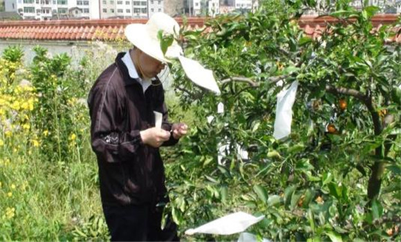 夏橙套袋栽培技术