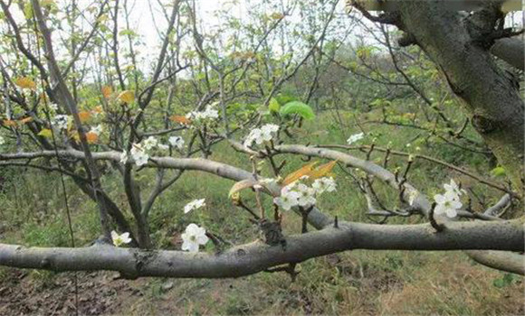 成年果树夏、秋季开花的原因