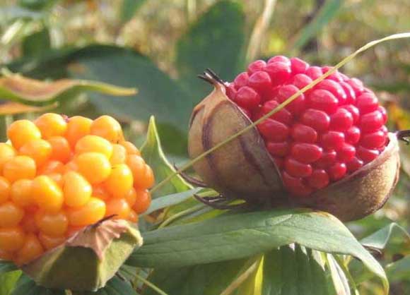 花卉种植方法