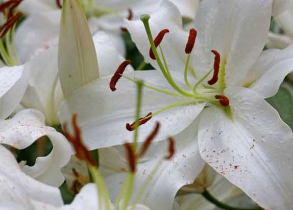 百合花种植方法