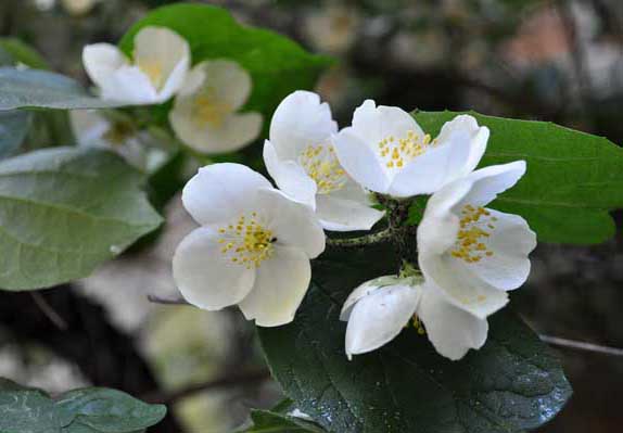 茉莉花种植方法