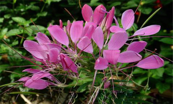 醉蝶花种植